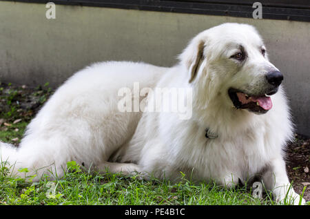 Juste une autre journée dans la vie d'un grand chien blanc Banque D'Images