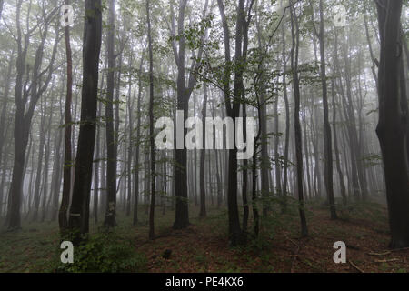 Les hêtres dans une forêt dans la brume, Bulgarie Banque D'Images