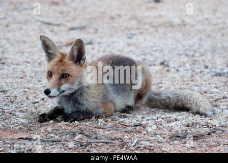 Renard roux, Vulpes vulpes, portrait de repos assis Banque D'Images