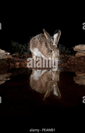 Lepus europaeus, Lepus granatensis lena, d'eau potable portrait avec réflexion Banque D'Images