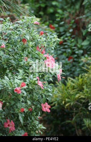 Hibiscus rosa-sinensis Banque D'Images