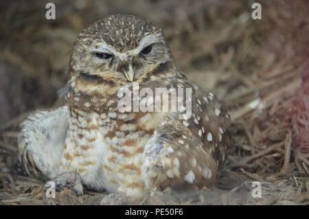 Chevêche des terriers mâle à Akron dans l'Ohio Akron Zoo Banque D'Images