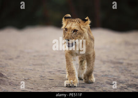 Potrait de jeunes cube de marcher autour de lion - Panthera leo Banque D'Images