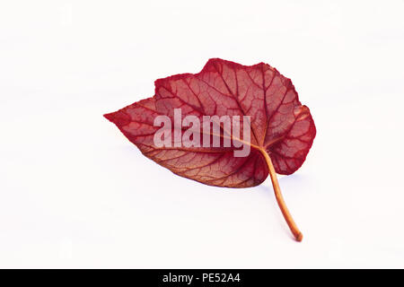 Begonia feuille sur fond blanc Banque D'Images