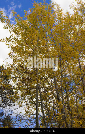 Trembles baring et feuilles d'or jaune contre un ciel partiellement nuageux Rocky Mountain Banque D'Images