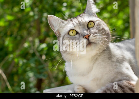 La gris chat avec regard intéressant sur le jardin vert arrière-plan flou Banque D'Images