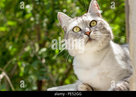 La gris chat avec regard intéressant sur le jardin vert Banque D'Images