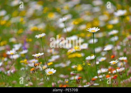 Les marguerites et l'épervière jaune, Grand Sudbury, Ontario, Canada Banque D'Images