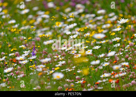 Les marguerites et l'épervière jaune, Grand Sudbury, Ontario, Canada Banque D'Images