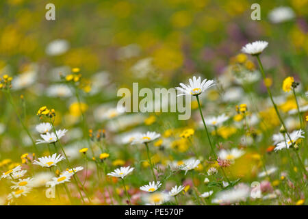 Les marguerites et l'épervière jaune, Grand Sudbury, Ontario, Canada Banque D'Images