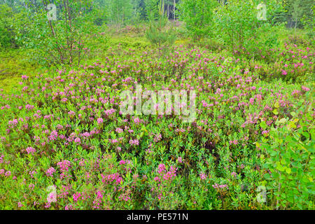 La floraison, Kalmia Kalmia angustifolia), le Grand Sudbury, Ontario, Canada Banque D'Images