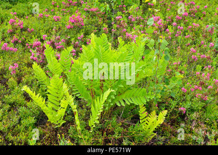 La floraison, Kalmia Kalmia angustifolia) avec interrompu (Osmunda claytoniana fougère), le Grand Sudbury, Ontario, Canada Banque D'Images