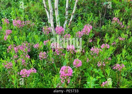 La floraison, Kalmia Kalmia angustifolia) avec des troncs de bouleau blanc, Grand Sudbury, Ontario, Canada Banque D'Images