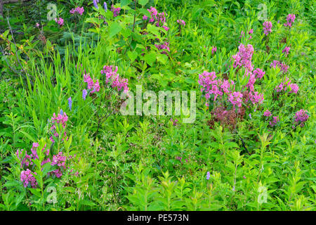 La floraison, Kalmia Kalmia angustifolia), le Grand Sudbury, Ontario, Canada Banque D'Images