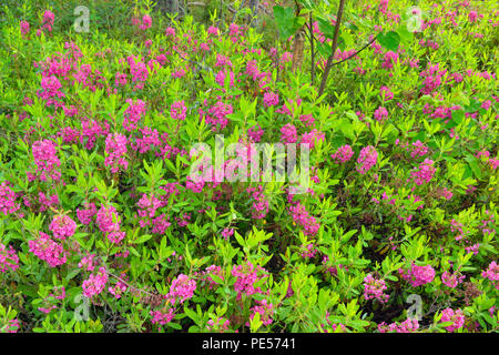 La floraison, Kalmia Kalmia angustifolia), le Grand Sudbury, Ontario, Canada Banque D'Images