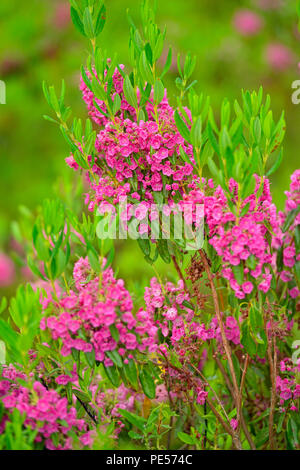 La floraison, Kalmia Kalmia angustifolia), le Grand Sudbury, Ontario, Canada Banque D'Images