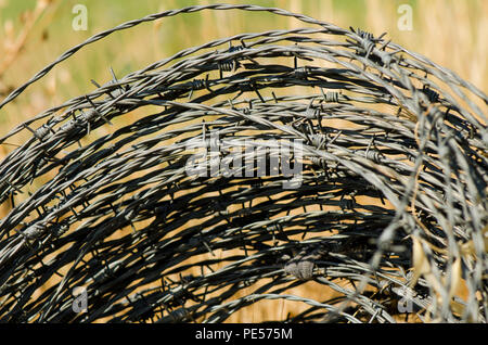 Close up de la bobine de fil de fer barbelé en champ, utilisé pour les clôtures agricoles, terres agricoles. Banque D'Images