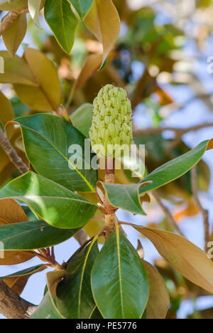 Les fruits, les coupelles de semences d'un Magnolia grandiflora arbre, le sud de magnolia ou bull bay,Andalousie, espagne. Banque D'Images