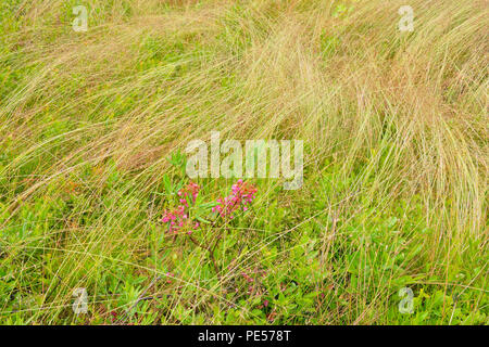 Bearded shorthusk Brachyelytrum erectum) (colonie d'herbe avec des gouttes de pluie et la floraison, Kalmia arbuste, Grand Sudbury, Ontario, Canada Banque D'Images