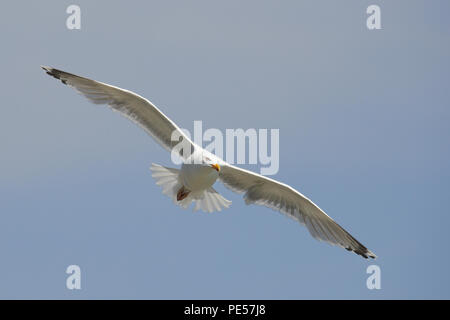 European Herring Gull en vol avec un ciel bleu en arrière-plan Banque D'Images