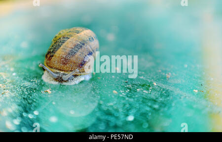 Photo de véritable escargot, photo de fantaisie. Banque D'Images