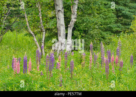 La floraison des lupins dans un pré, le Grand Sudbury, Ontario, Canada Banque D'Images