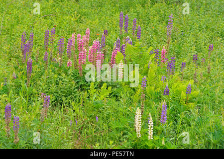 La floraison des lupins dans un pré, le Grand Sudbury, Ontario, Canada Banque D'Images