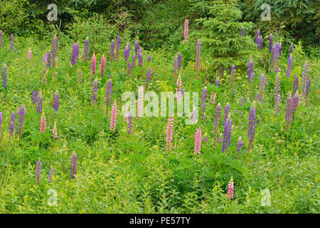 La floraison des lupins dans un pré, le Grand Sudbury, Ontario, Canada Banque D'Images