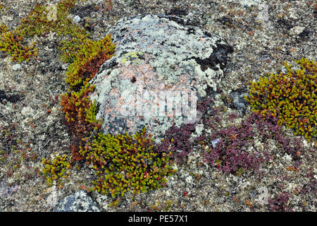 La communauté végétale de la toundra toundra des roches couvertes de lichen-Arctique, Haven lodge on Lake Ennadai, Territoire du Nunavut, Canada Banque D'Images