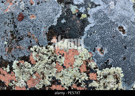 La communauté végétale de la toundra toundra des roches couvertes de lichen-Arctique, Haven lodge on Lake Ennadai, Territoire du Nunavut, Canada Banque D'Images