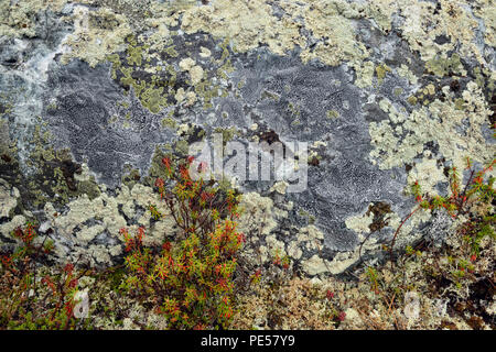 La communauté végétale de la toundra toundra couvertes de lichen- rock et le thé du Labrador, de l'Arctique Haven lodge on Lake Ennadai, Territoire du Nunavut, Canada Banque D'Images