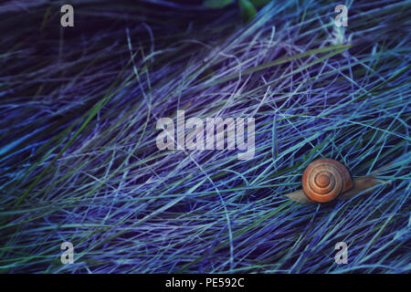 Photo de véritable escargot, photo de fantaisie. Banque D'Images