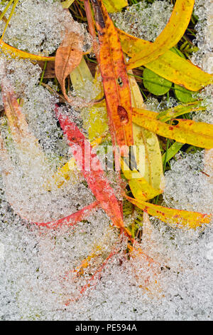 L'épilobe (Chamaenerion angustifolium) feuilles et la fonte de la neige en automne, Banff National Park, Alberta, Canada Banque D'Images