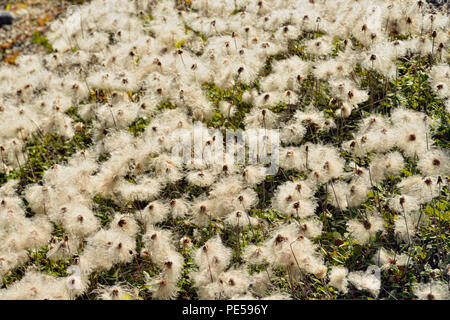 La dryade (Dryas octopetala) disparu à la semence, Banff National Park, Alberta, Canada Banque D'Images