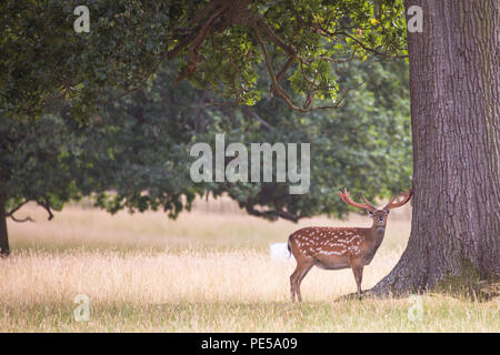 Seul l'axe repéré deer standing under tree looking at camera Banque D'Images