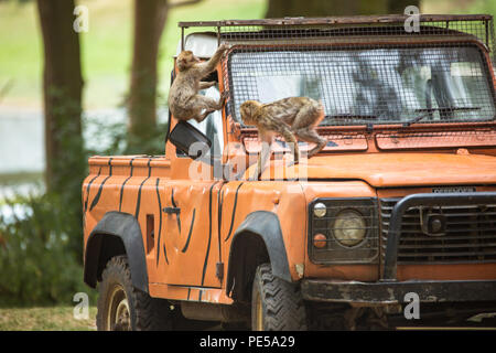 Macaques de Barbarie à Woburn Safari Park, Royaume-Uni Banque D'Images