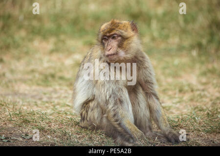 Macaques de Barbarie à Woburn Safari Park, Royaume-Uni Banque D'Images