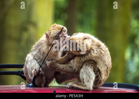 Macaques de Barbarie qui s'embrassent à Woburn Safari Park, Royaume-Uni Banque D'Images