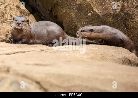 Paire de roches sur la loutre Banque D'Images