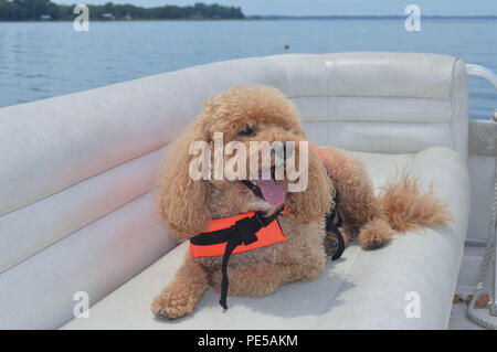 Heureux Cockapoo Relaxing On Boat porte Gilet et sourit pour l'appareil photo Banque D'Images