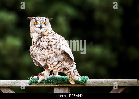 Portrait d'Herman le brun bois owl à Woburn Safari Park Banque D'Images