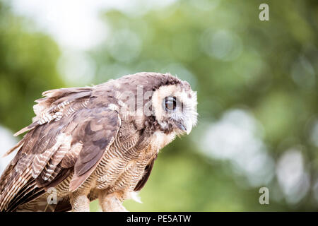 Portrait d'Herman le brun bois owl à Woburn Safari Park Banque D'Images