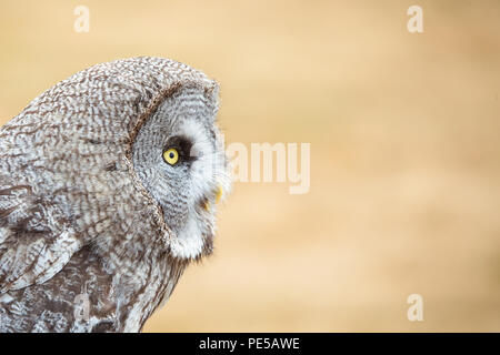 Portrait d'Herman le brun bois owl à Woburn Safari Park Banque D'Images