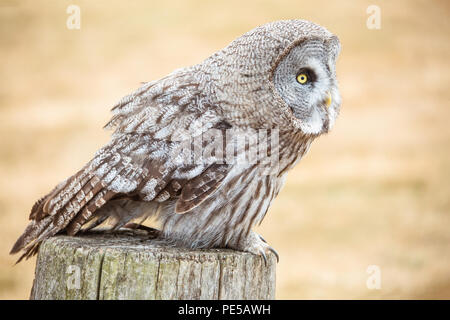 Portrait d'Herman le brun bois owl à Woburn Safari Park Banque D'Images