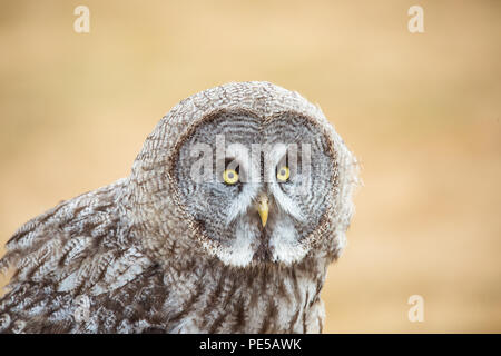 Portrait d'Herman le brun bois owl à Woburn Safari Park Banque D'Images