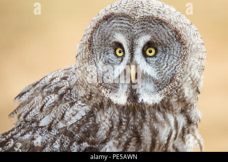 Portrait d'Herman le brun bois owl à Woburn Safari Park Banque D'Images