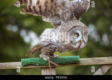 Portrait d'Herman le brun bois owl à Woburn Safari Park Banque D'Images