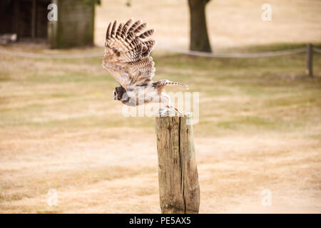 Portrait d'Herman le brun bois owl à Woburn Safari Park Banque D'Images