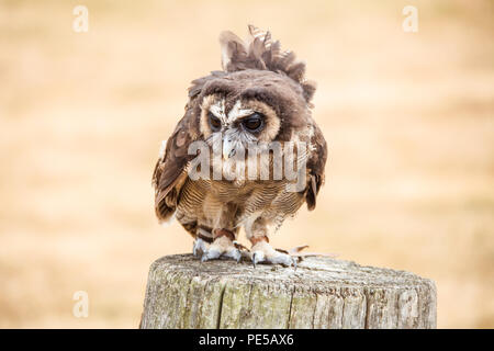 Portrait d'Herman le brun bois owl à Woburn Safari Park Banque D'Images