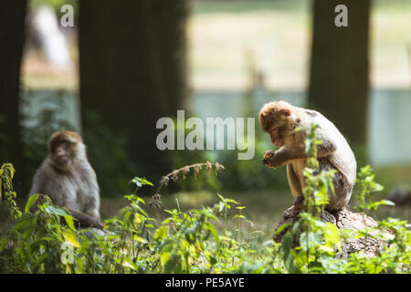 Macaques de Barbarie à Woburn Safari Park, Royaume-Uni Banque D'Images